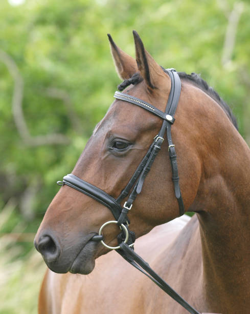 istock Horse Head Shot 1044275756