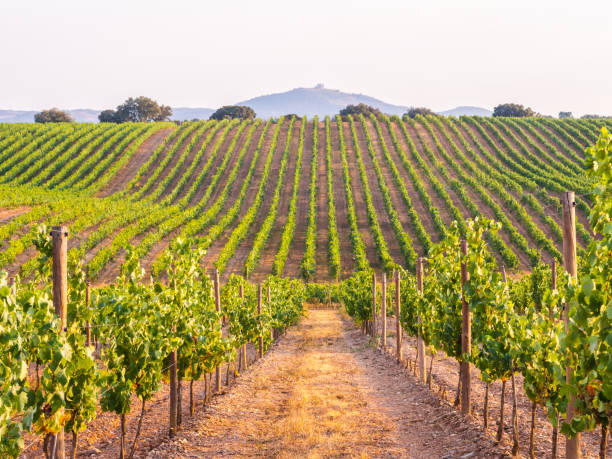 Vines in a vineyard in Alentejo region, Portugal, at sunset Vines in a vineyard in Alentejo region, Portugal, at sunset. vineyard stock pictures, royalty-free photos & images