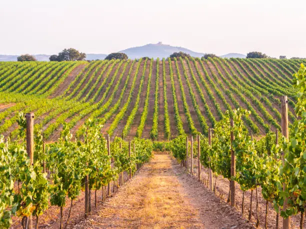 Vines in a vineyard in Alentejo region, Portugal, at sunset.