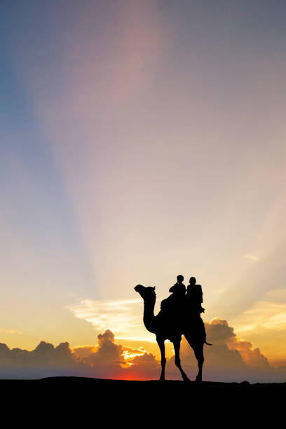 silhouette of camel dromedary against brown