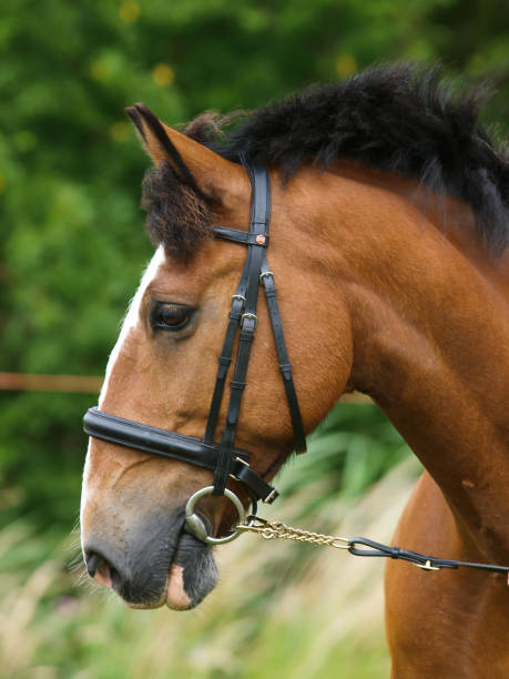 istock Horse Head Shot 1044275956