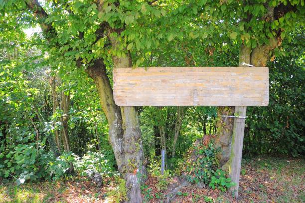 istock Empty wooden signboard in nature between two hornbeam. 1044276580