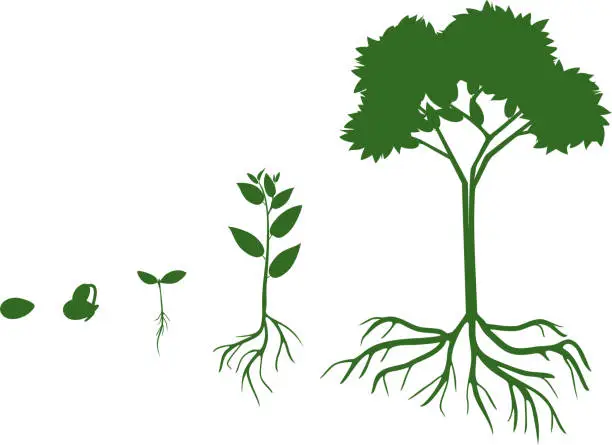 Vector illustration of Plant growth stage from seed to adult tree with root system. Life cycle of abstract tree