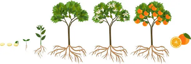 Vector illustration of Life cycle of orange tree. Stages of growth from seed and sprout to adult plant with fruits