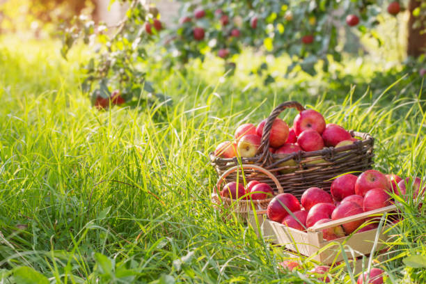 istock red apples on green grass in orchard 1044283668