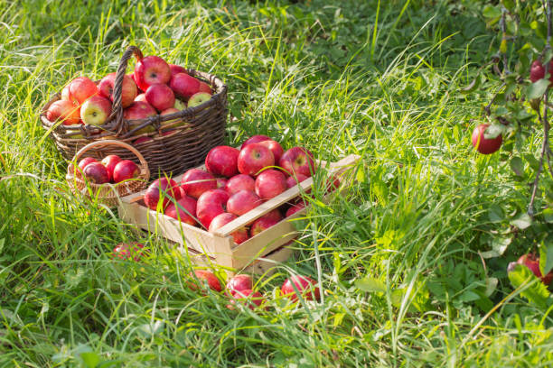 istock red apples on green grass in orchard 1044283684