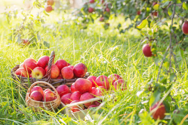 istock red apples on green grass in orchard 1044283690