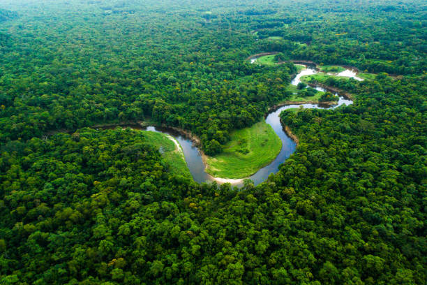 bosque atlántico en brasil, mata atlántica - amazonas fotografías e imágenes de stock