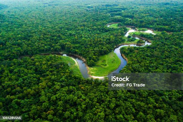 Atlantic Forest In Brazil Mata Atlantica Stock Photo - Download Image Now - Amazon Region, Amazon Rainforest, Amazon River