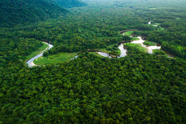 Atlantic Forest in Brazil, Mata Atlantica Wonderful aerial shots amazon region photos stock pictures, royalty-free photos & images