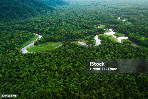 Atlantic Forest In Brazil Mata Atlantica Stock Photo - Download Image Now - Amazon Region, Forest, Amazon River