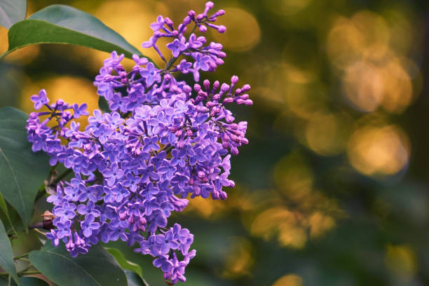 istock Spring branch of blossoming lilac 1044287892