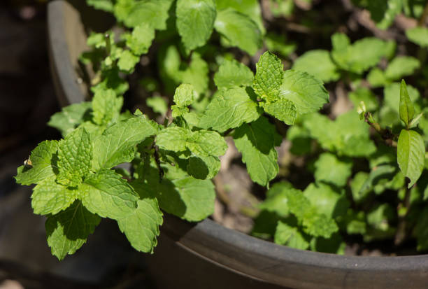 istock Green leaf of  Peppermint food 1044292394