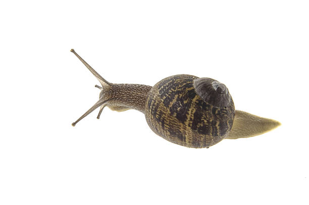istock Large brown snail showing movement and colouring. 1044292996