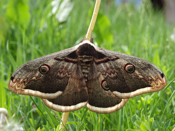 traça de pavão gigante - saturn moth imagens e fotografias de stock