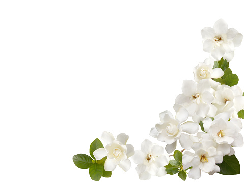 Gardenia flower bouquet isolated on white background.