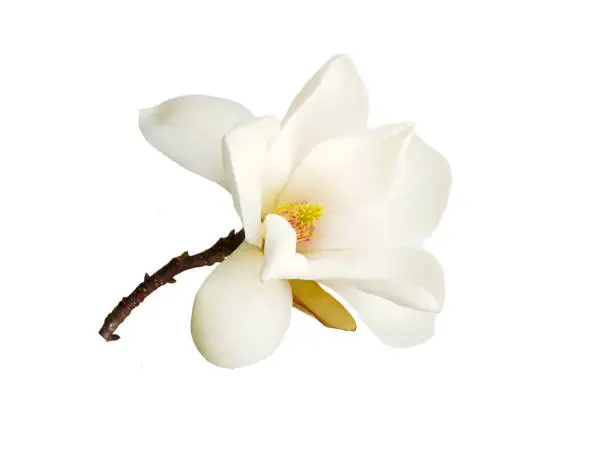 Photo of Magnolia flower.