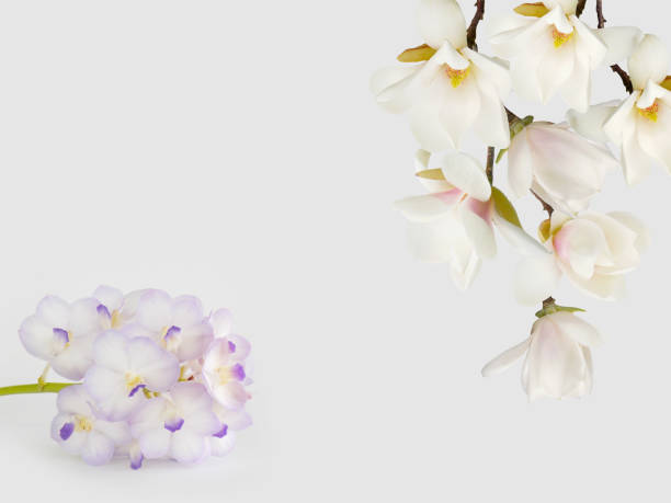 flor de magnolia. - m9 fotografías e imágenes de stock