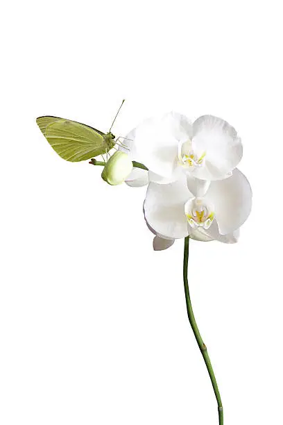 Buuterfly on orchid. SEE ALSO MORE PHOTOS ISOLATED ON WHITE and