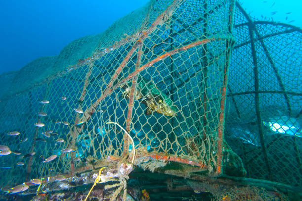 istock The fish in the fish trap 1044302534