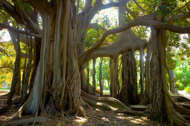 istock Old specimen of a giant ficus macrophylla 1044303342