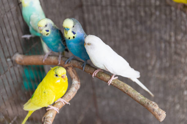 istock The Group of  Budgerigar 1044306684