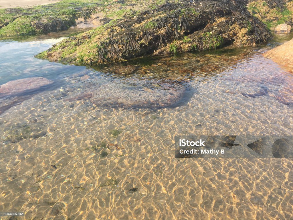 Algas y rocas en un arroyo en la playa - Foto de stock de Agua libre de derechos