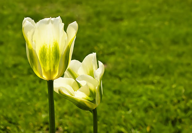 istock Two yellow beautiful tulips 104431520