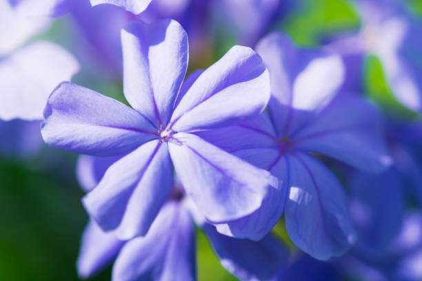 istock Closeup nature flower with copy space 1044315758