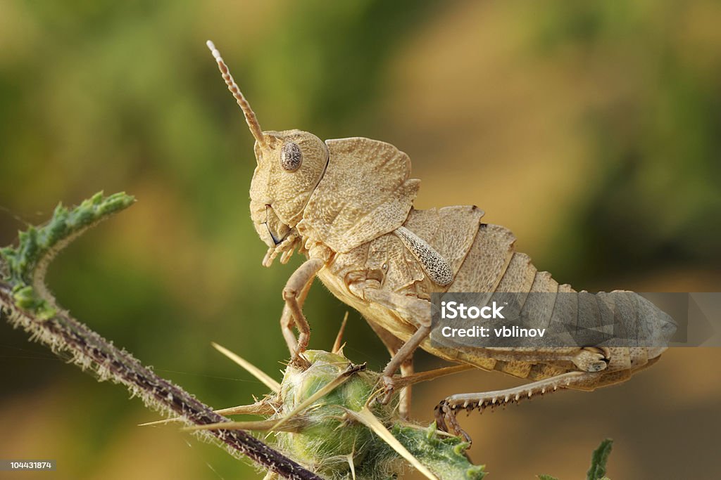 Saltamontes - Foto de stock de Aire libre libre de derechos