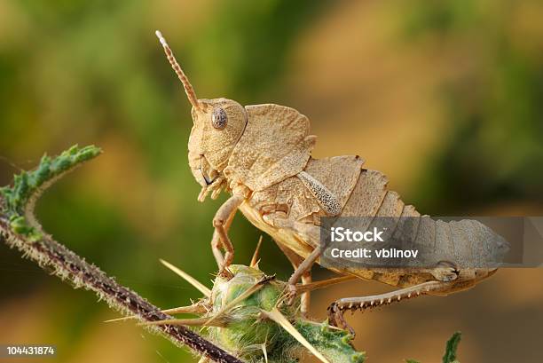 Saltamontes Foto de stock y más banco de imágenes de Aire libre - Aire libre, Amarillo - Color, Animal