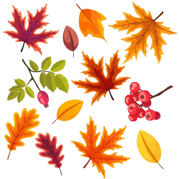istock Set of autumn leaves, isolated on a white background. 1044319198