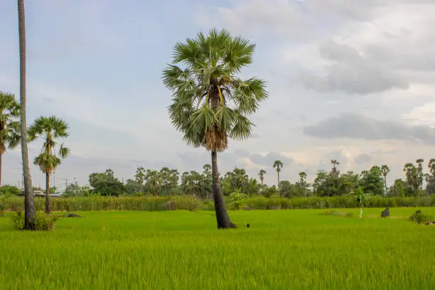 fresh green toddy palm tree in center of rice field