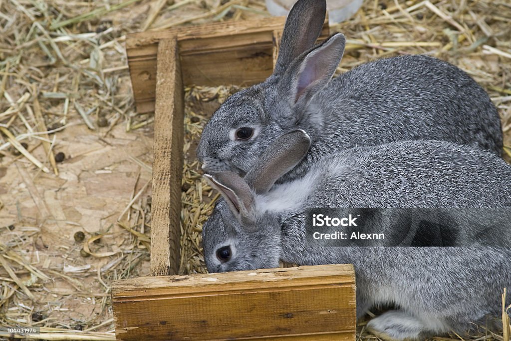 Серый bunnies - Стоковые фото Белый роялти-фри