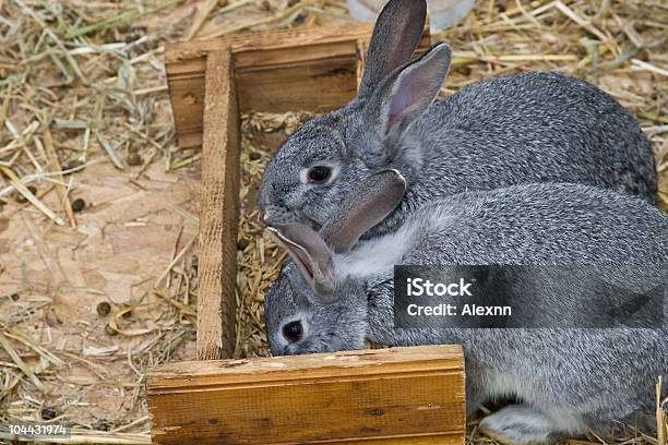 Серый Bunnies — стоковые фотографии и другие картинки Белый - Белый, Волосы животного, Горизонтальный