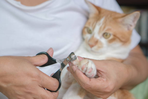 istock Nail cats long to cut the nail. 1044320268