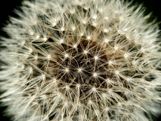 istock Dandelion close up, extreme macro, last dandelion 1044322684