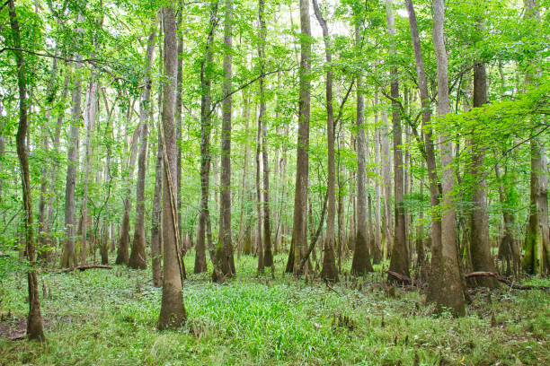 istock Cypress Tress in Congaree National Park 1044322706