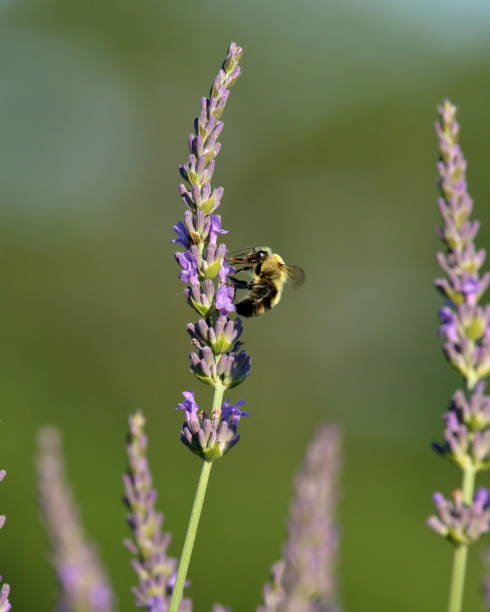 istock Bumble Bees in the Lavender 1044331170
