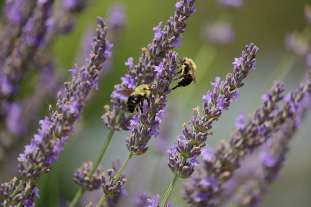 istock Bumble Bees in the Lavender 1044331528