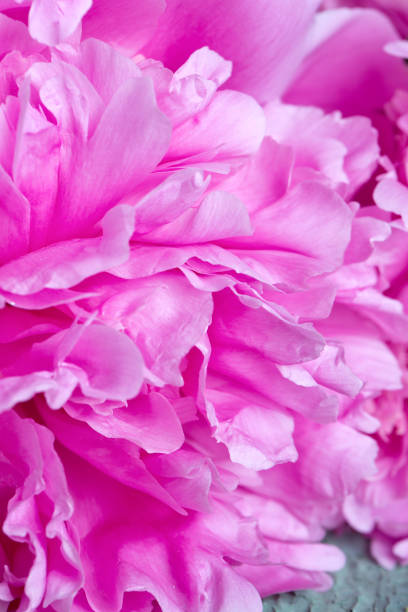 istock colorful peonies on old wooden surface 1044332460