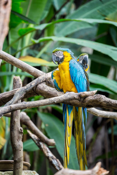 istock Great blue-yellow macaw sitting on the branch. 1044334186