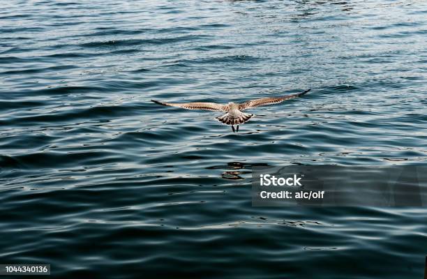 Seagull In Bar Harbour Maine Usa Stock Photo - Download Image Now - Acadia National Park, Horizontal, Maine