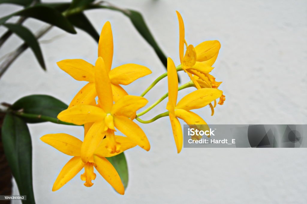 Foto de Orquídea Laelia Linda e mais fotos de stock de Amarelo - Amarelo,  Angiospermae, Beleza - iStock