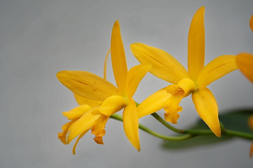 Foto de Orquídea Laelia Linda e mais fotos de stock de Amarelo - Amarelo,  Angiospermae, Beleza - iStock
