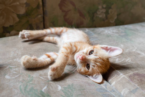 istock Cute little kitten laying on the couch 1044347332