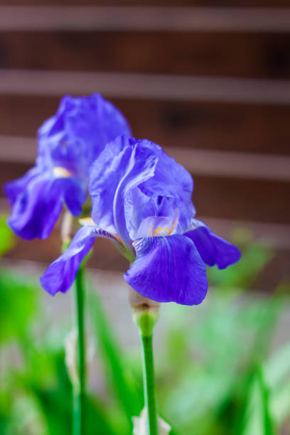 istock Two blue iris flowers closeup on green garden background 1044347546