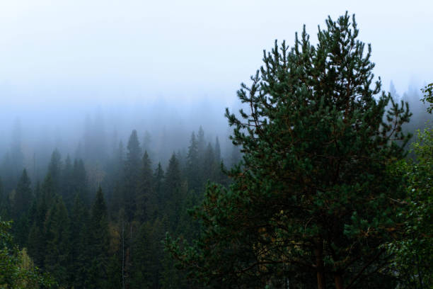 istock autumn forest in the fog 1044347668