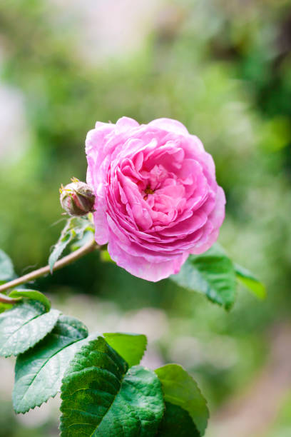 istock Rosa Centifolia (Rose of the Painters) flower closeup 1044350902