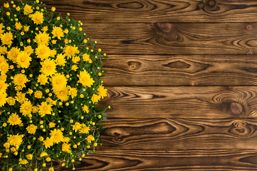 Potted yellow autumn chrysanthemum, or mums, on a rustic wooden table viewed to down with copy space